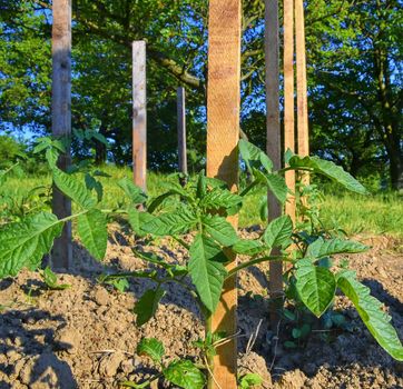 Young tomatoes in rural garden. Gardening concept. Close-up. 