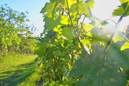 Young grapevine in wineyard. Close-up of grapevine. Sun flare.