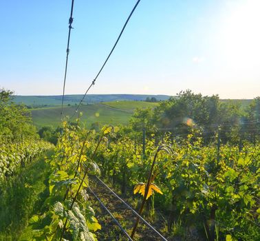 Wineyard at spring.  Sun flare. Vineyard landscape. Vineyard rows at South Moravia, Czech Republic. 