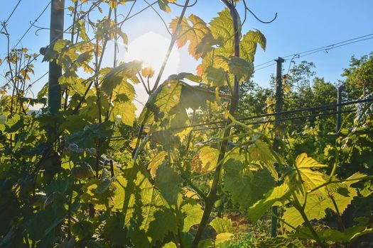 Young grapevine in wineyard. Close-up of grapevine. Wineyard at spring.  Sun flare. Vineyard landscape. Vineyard rows at South Moravia, Czech Republic. 