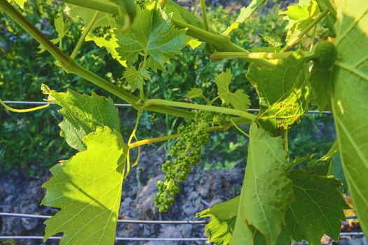 Young grapevine in wineyard. Close-up of grapevine. Wineyard at spring.  Sun flare. Vineyard landscape. Vineyard rows at South Moravia, Czech Republic. 