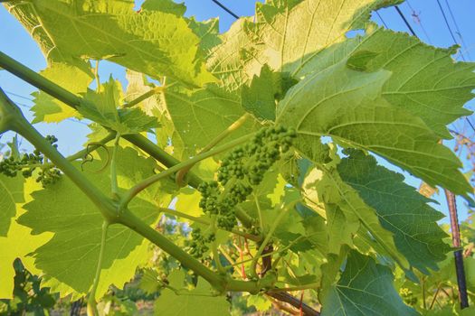 Young grapevine in wineyard. Close-up of grapevine. Wineyard at spring.  Sun flare. Vineyard landscape. Vineyard rows at South Moravia, Czech Republic. 