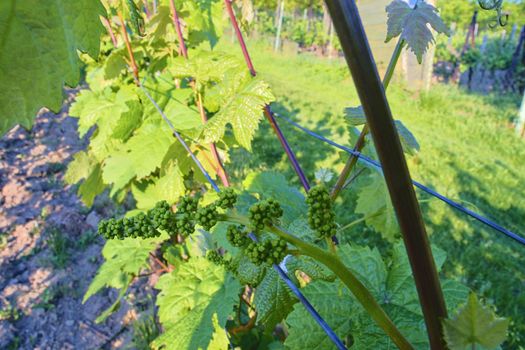 Young grapevine in wineyard. Close-up of grapevine. Wineyard at spring.  Sun flare. Vineyard landscape. Vineyard rows at South Moravia, Czech Republic. 