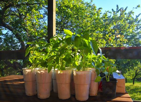 Seedlings of peppers and tomatoes on garden table. Seedlings ready to plant. Sun flare.