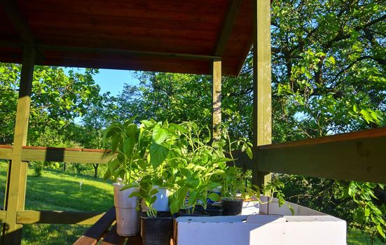 Seedlings of peppers and tomatoes on garden table. Seedlings ready to plant. Sun flare. Gardening concept.