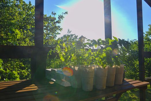 Seedlings of peppers and tomatoes on garden table. Seedlings ready to plant. Sun flare. Gardening concept. Garden cabin.