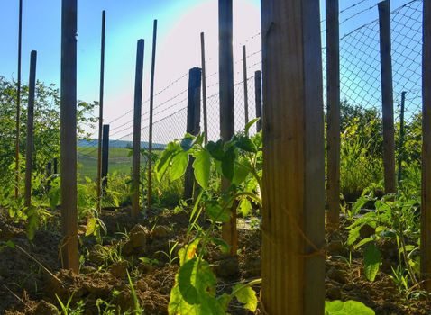 Young tomatoes in rural garden. Gardening concept. 