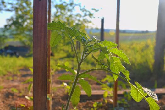 Young tomato in rural garden. Gardening concept. Sun flare, close-up. 