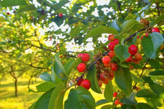 Sour cherry in rural garden. Gardening concept. Close-up.