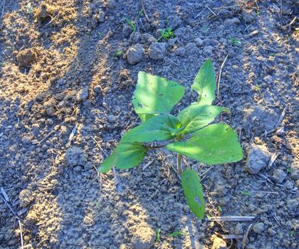 Young sunflower in rural garden. Gardening concept. 