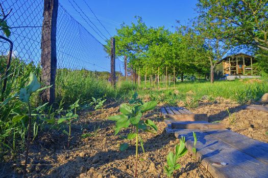 Rural garden with garden cabin. Gardening concept. 