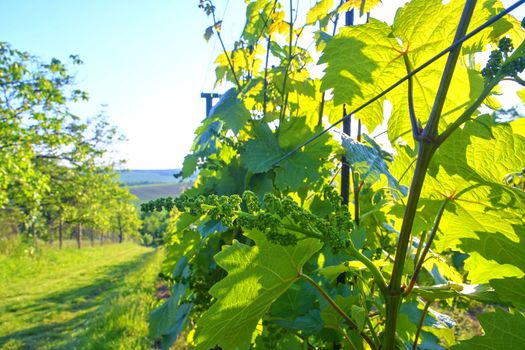 Young grapevine in wineyard. Close-up of grapevine. 