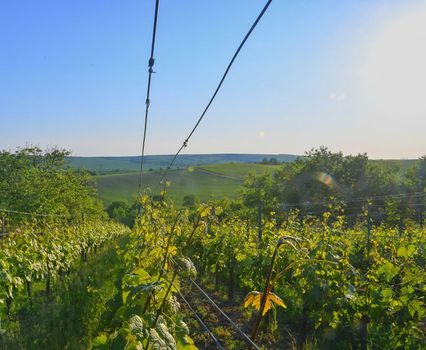 Wineyard at spring.  Sun flare. Vineyard landscape. Vineyard rows at South Moravia. 