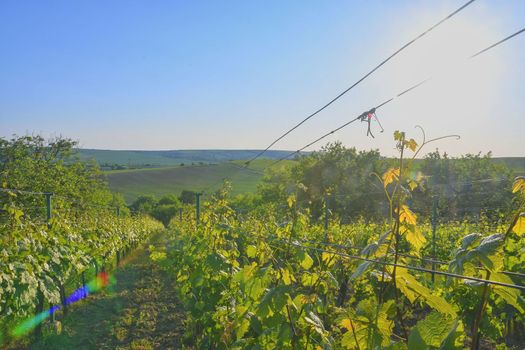 Wineyard at spring.  Sun flare. Vineyard landscape. Vineyard rows at South Moravia, Czech Republic. 