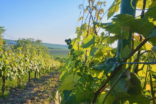 Young grapevine in wineyard. Close-up of grapevine. Wineyard at spring.  Sun flare. Vineyard landscape. Vineyard rows at South Moravia, Czech Republic. 