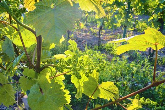 Young grapevine in wineyard. Close-up of grapevine. Wineyard at spring.  Sun flare. Vineyard landscape. Vineyard rows at South Moravia, Czech Republic. 