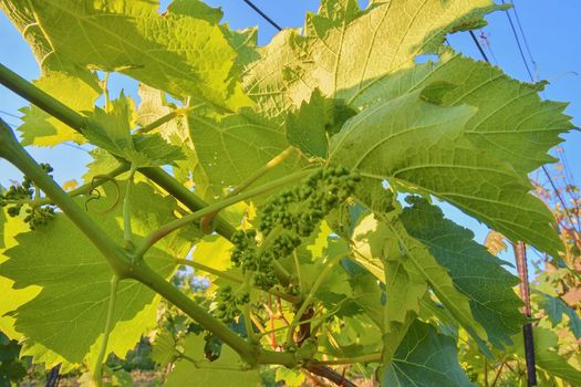 Young grapevine in wineyard. Close-up of grapevine. Wineyard at spring.  Sun flare. Vineyard landscape. Vineyard rows at South Moravia, Czech Republic. 