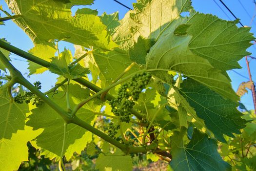 Young grapevine in wineyard. Close-up of grapevine. Wineyard at spring.  Sun flare. Vineyard landscape. Vineyard rows at South Moravia, Czech Republic. 