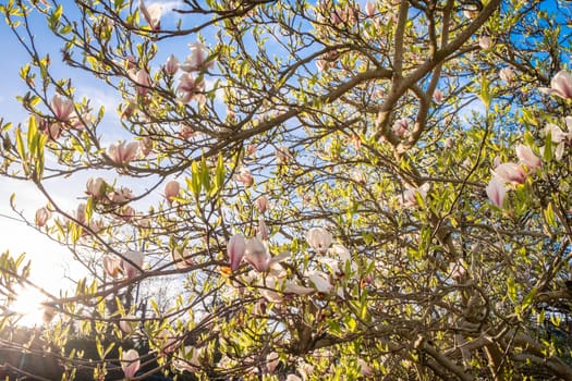 Beautiful pink Magnolia flowers seen in morning sunshine