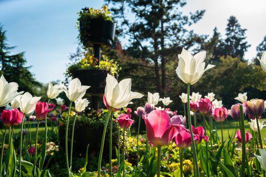 Beautiful tulips blossoming at Cannon Hill Park Birmingham