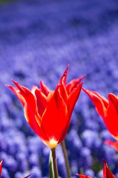 Red color tulip flowers bloom in the garden