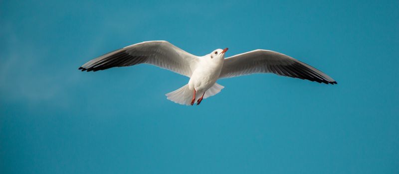 Seagull flying in blue  sky over the sea waters