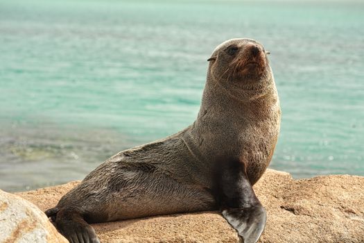 Australian fur seal basking on the rocks by the ocean.   Shallow dof with focus to eye only