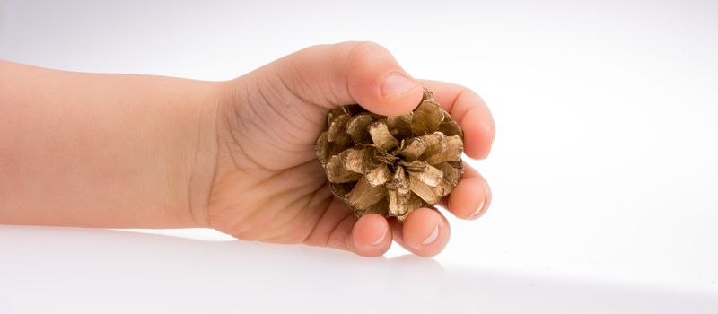 Pine cone in hand on a white background