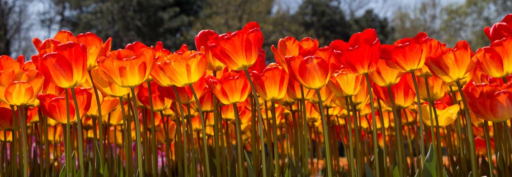 Tulip Flowers Blooming in Spring Season