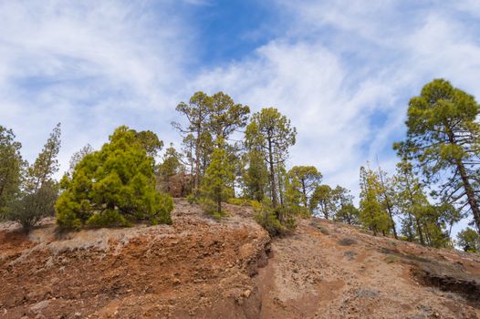 Pine forest on a hill in the countryside of Tenerife island in Spain