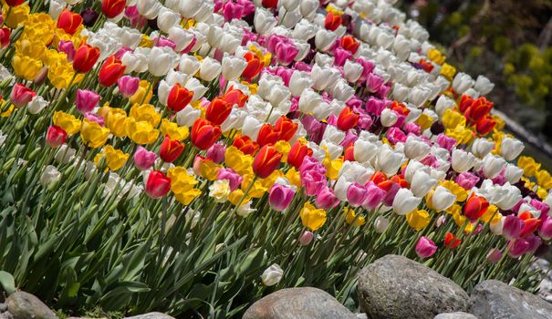 Various color tulip flowers bloom in spring the garden