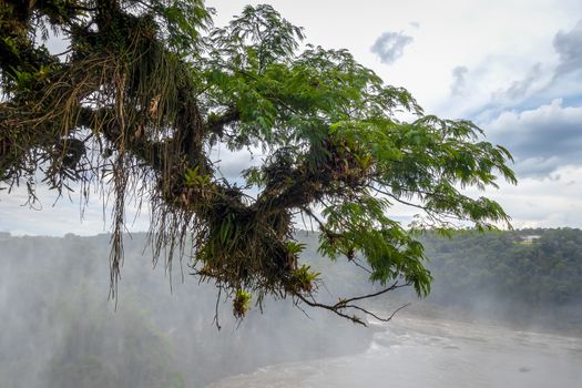 Parana river at iguazu falls national park. tropical rapids and rainforest landscape