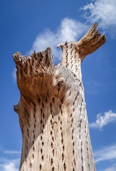 dry giant cactus detail in the Tilcara quebrada, Argentina