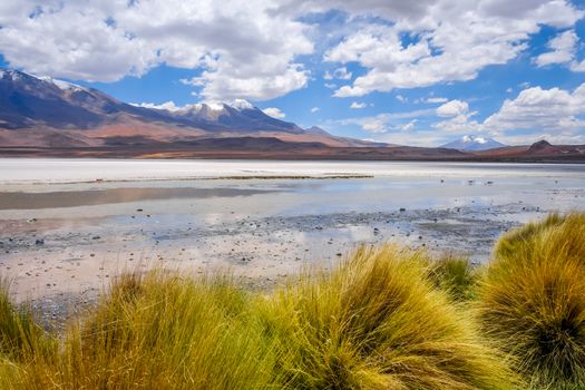 Laguna Honda in sud Lipez Altiplano reserva Eduardo Avaroa, Bolivia