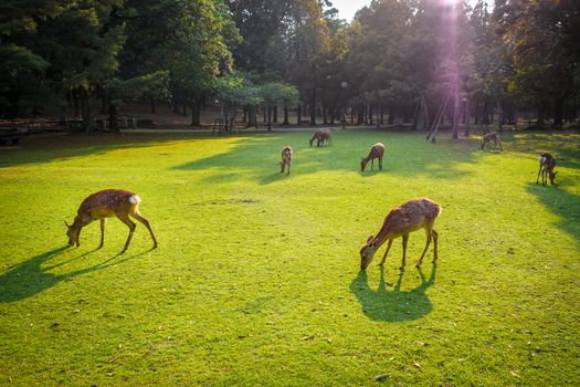 Wild Sika deers in Nara Park, Japan