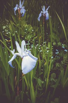 Iris flowers in Nikko botanical garden, Japan