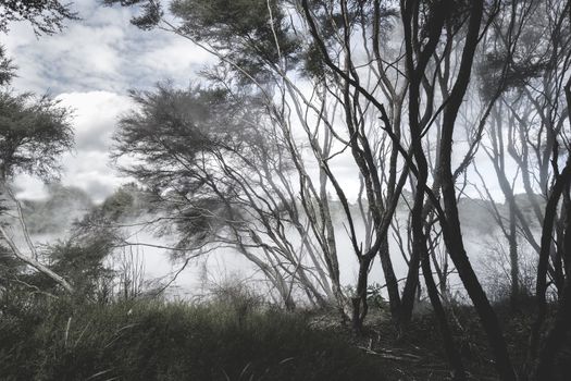 Misty lake and forest in Rotorua volcanic area, New Zealand