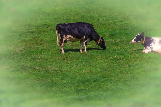 Cows of a dairy grazing on fields of a farm.