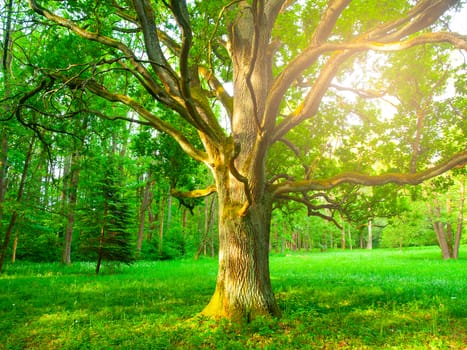 Sunlight from behind an old oak in the lush green park.