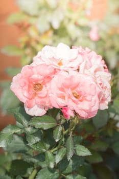 The background image of the colorful flowers, background nature