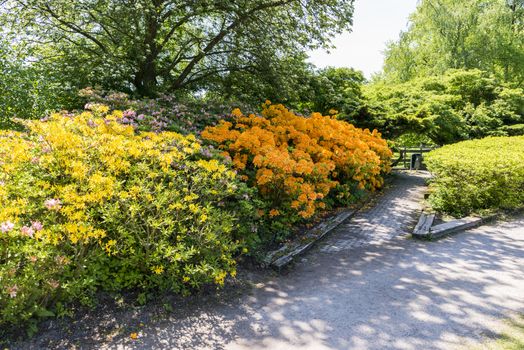 beautifull garden of park Clingendael in Holland, this is an public open park with beautifull flowers and plants as azalea and rhodondendron and japanese garden