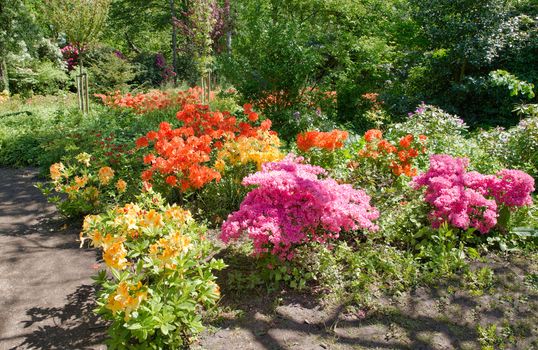 beautifull garden of park Clingendael in Holland, this is an public open park with beautifull flowers and plants as azalea and rhodondendron and japanese garden