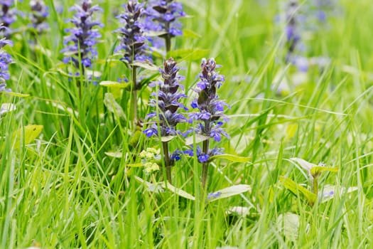 Upright bugle (Ajuga genevensis) in a wild nature