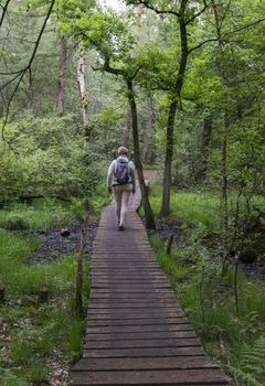 Alstatte,Germany,16-may-2018:Woman walking in the forest of alstatte, alstatte is a nature area on the border of holland and germany with a big forest and hiking tracks