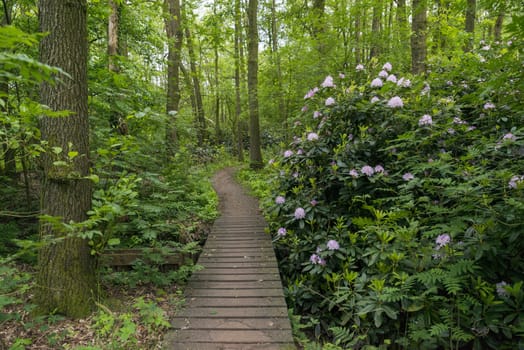 green forest with big flowers from the rhododendron between the green plants and wooden path