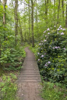 green forest with big flowers from the rhododendron between the green plants and wooden path