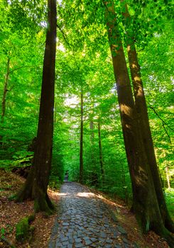 cobble stone path through forest. lovely nature scenery with tall trees and green foliage