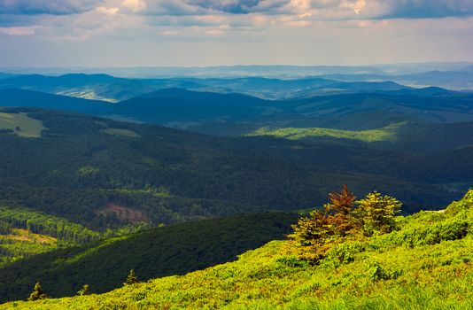 forested rolling hill on a cloudy day. lovely nature scenery of mountainous countryside. gorgeous weather early in the autumn