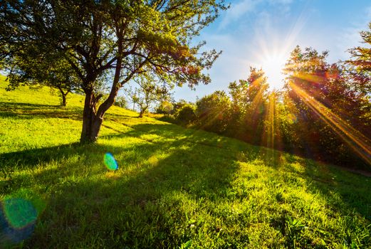 sunset in the apple orchard on hillside. lovely rural scenery in summer. beautiful agricultural background