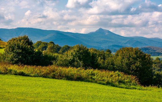 forest on a grassy hill in afternoon. Pikui mountain in the distance under the cloudy afternoon sky. Lovely Carpathian countryside